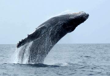 écovolontariat baleine puma Argentine