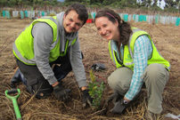 Freiwillige pflanzen Bäume in einem Naturschutz-Projekt in Neuseeland